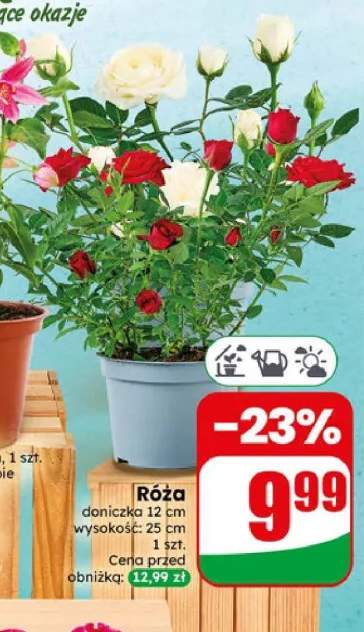 Róża doniczka 12cm wysokość 25cm