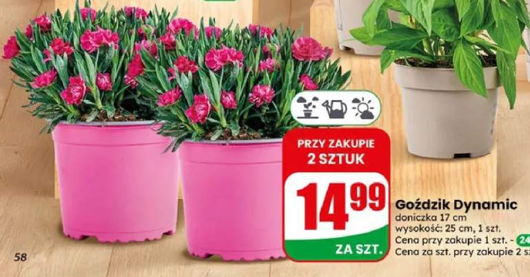 Goździk Dynamic doniczka 17cm wysokość 25cm
