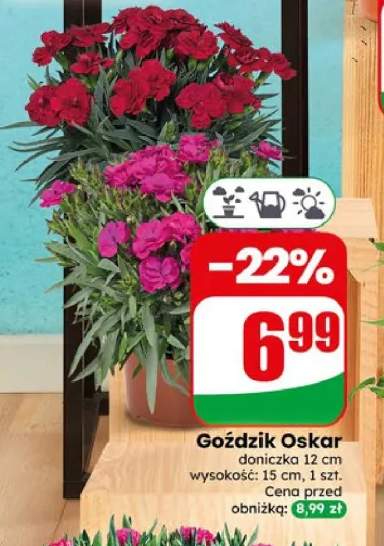Goździk Oskar doniczka 12cm wysokość 15cm