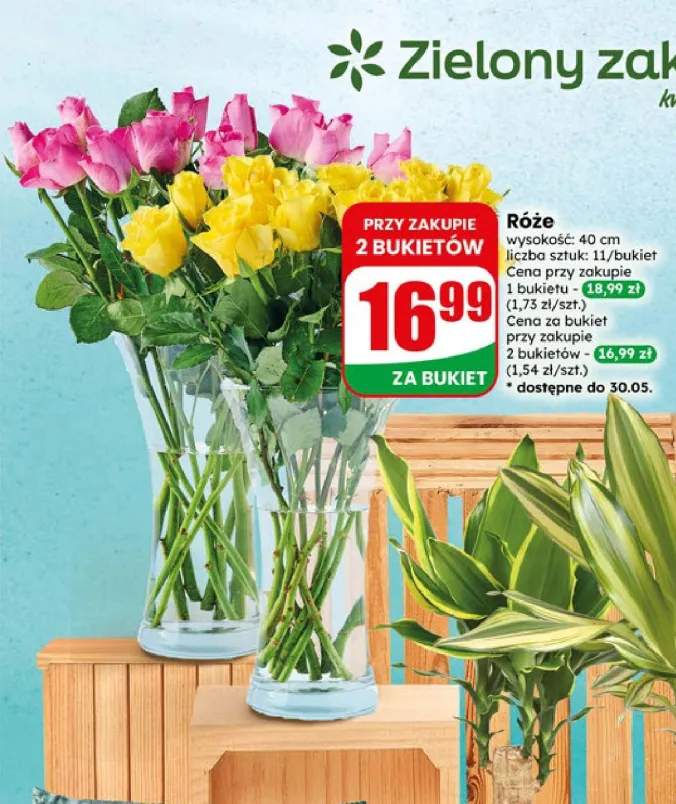 Róże wysokość 40cm 11 sztuk