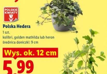 hedera