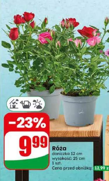 Róża doniczka 12 cm
