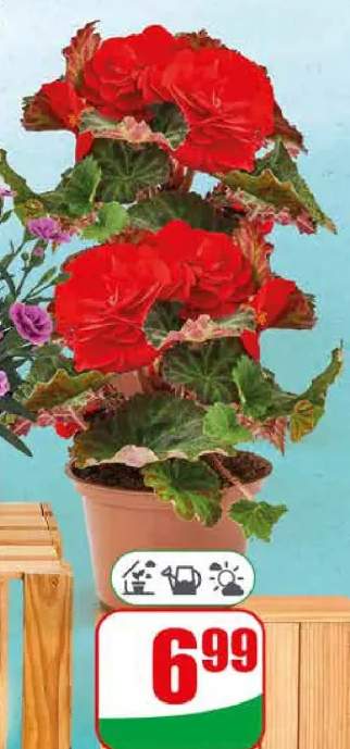 Begonia bulwiasta doniczka 10,5 cm