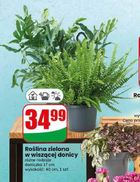 Roślina zielona w wiszącej donicy