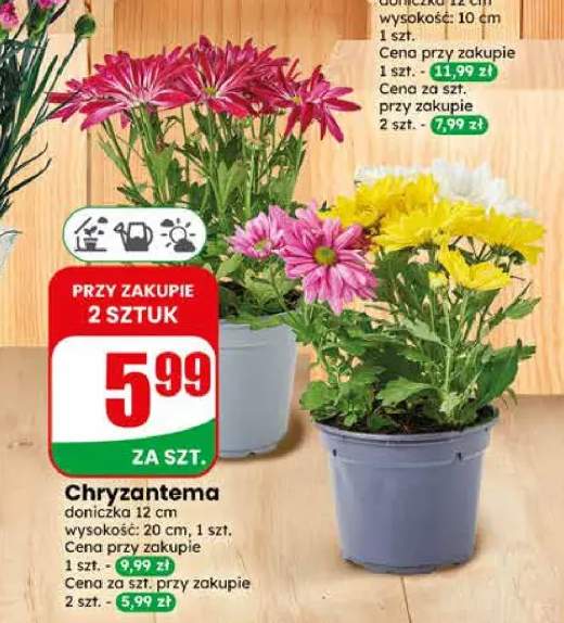 Chryzantema
