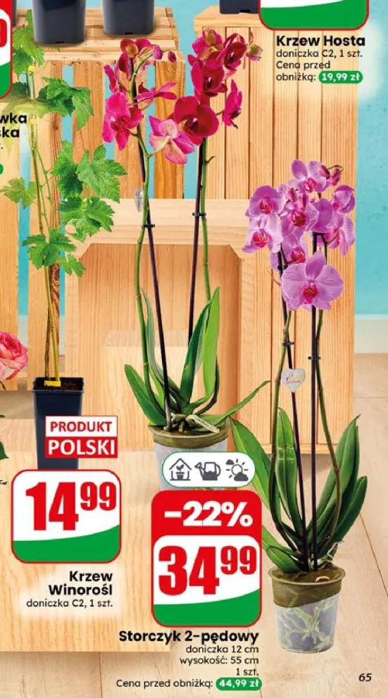 Storczyk 2-pędowy