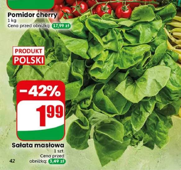Sałata masłowa polska