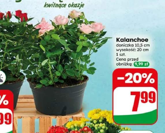 Kalanchoe doniczka 10,5 cm