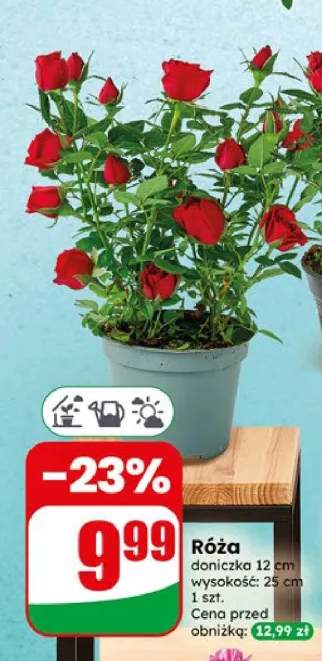 Róża doniczka 12 cm