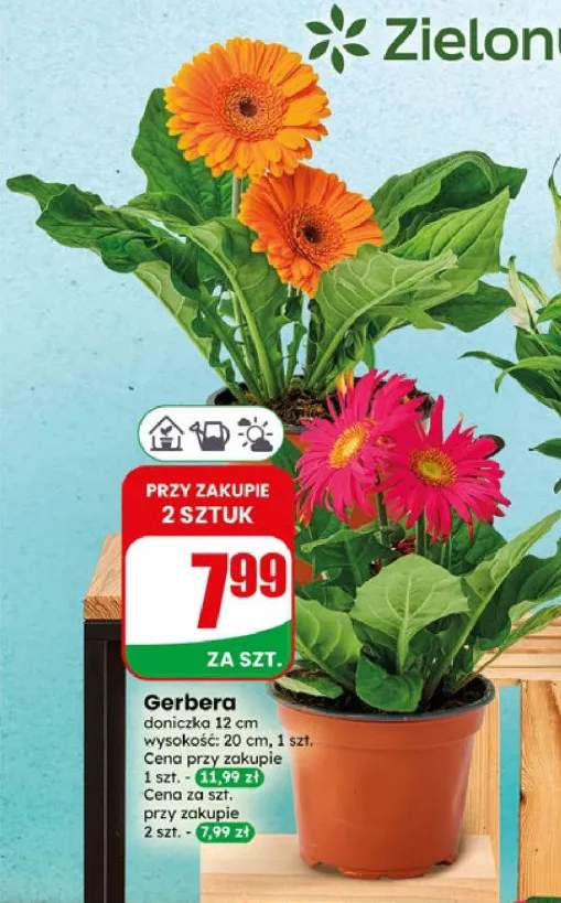 Gerbera doniczka 12 cm