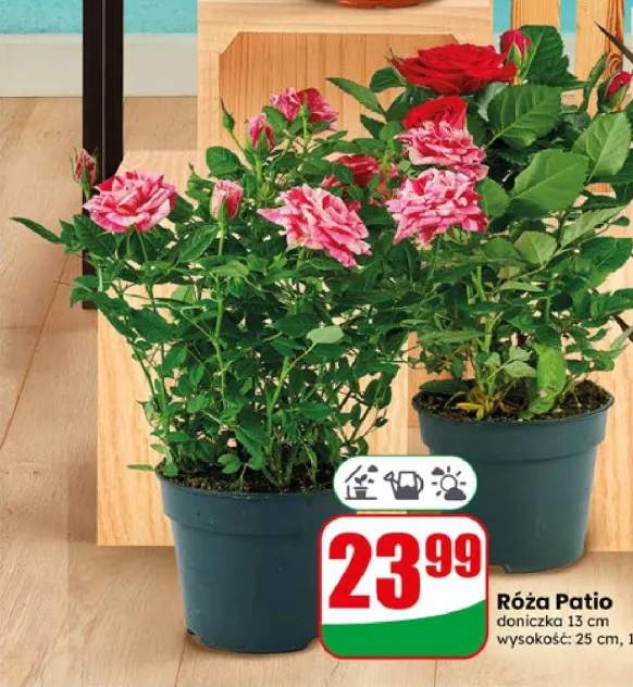Róża Patio doniczka 13 cm
