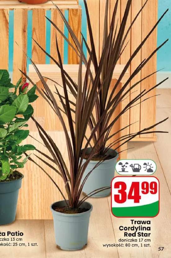 Trawa Cordylina Red Star doniczka 17 cm