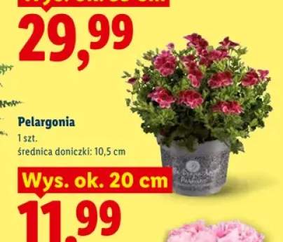 pelargonia