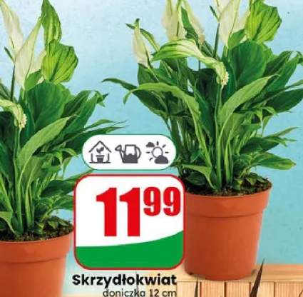 Skrzydłokwiat doniczka 12 cm