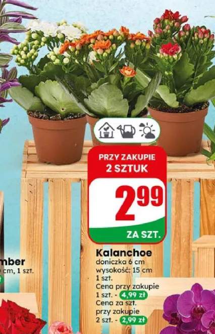 Kalanchoe
