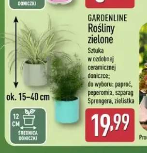 rośliny ogrodowe