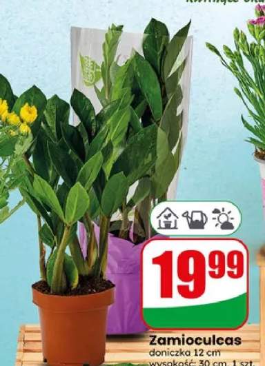 Zamioculcas doniczka 12 cm
