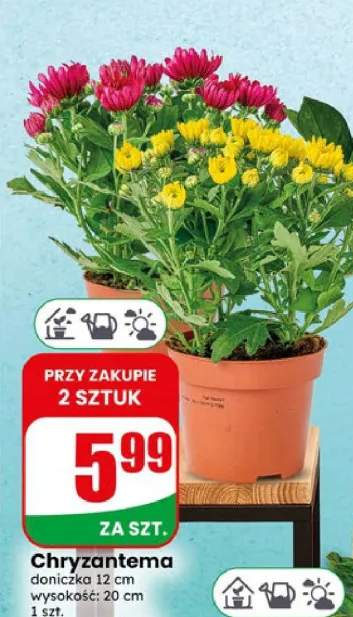 Chryzantema doniczka 12 cm