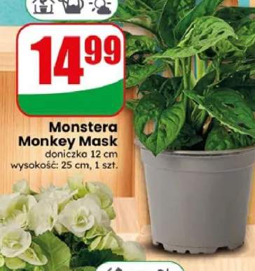 Monstera Monkey Mask doniczka 12 cm