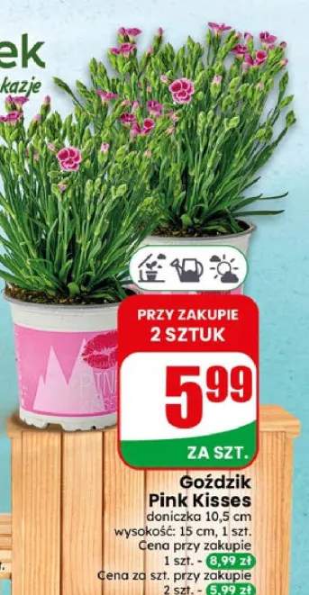 Goździk Pink Kisses doniczka 10,5 cm