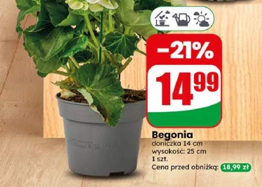 Begonia doniczka 14 cm
