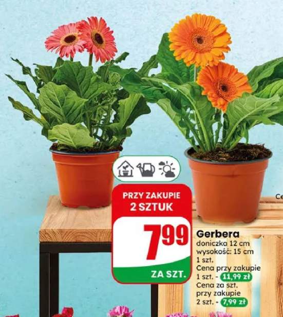 Gerbera