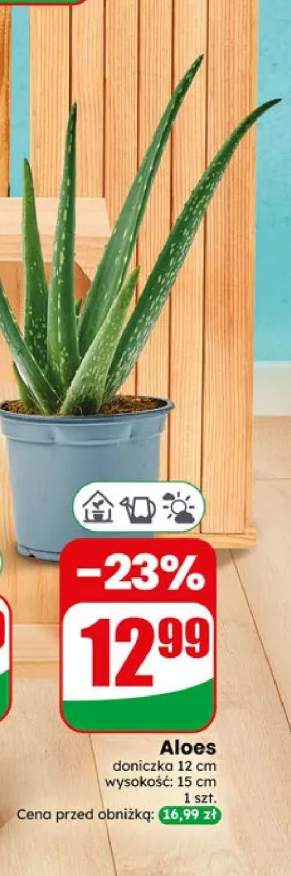Aloes