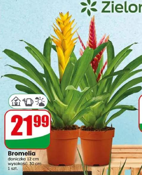 Bromelia doniczka 12 cm