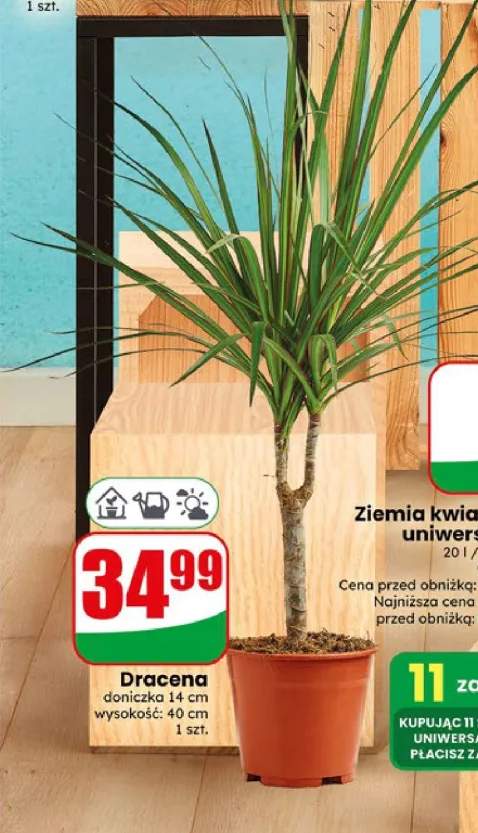 Dracena doniczka 14 cm