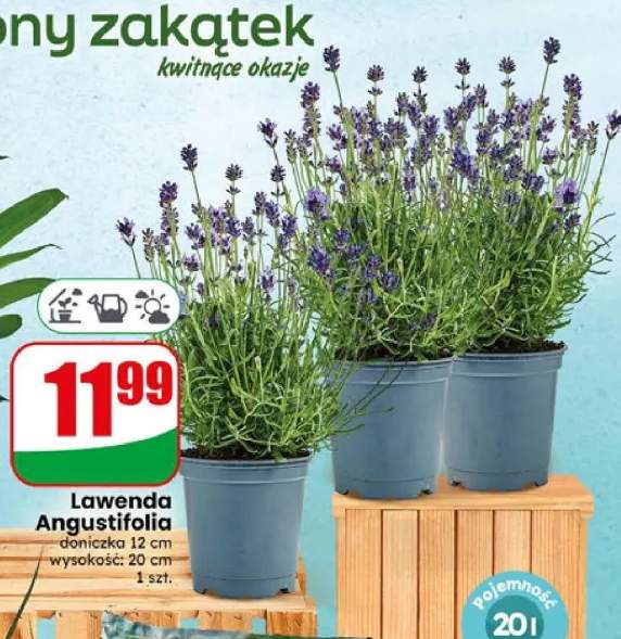 Lawenda Angustifolia doniczka 12 cm
