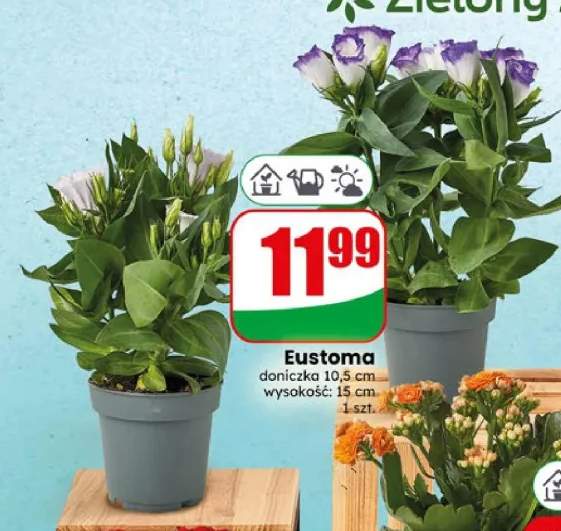 Eustoma doniczkowa