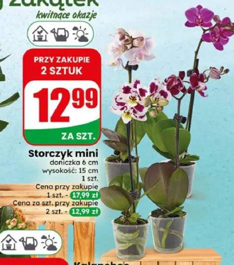 Storczyk mini