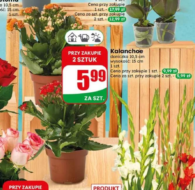 Kalanchoe doniczkowe