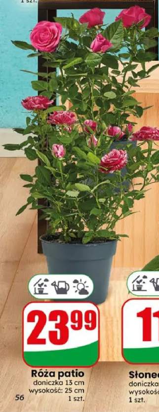 Róża patio doniczka 13 cm wysokość 25 cm