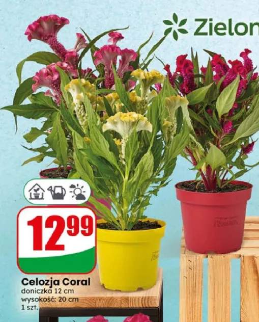 Celozja Coral doniczka 12 cm wysokość 20 cm