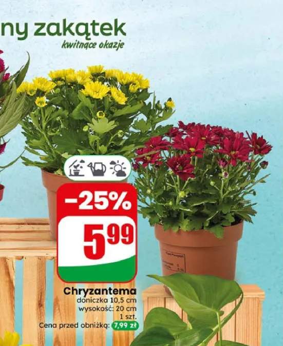 Chryzantema doniczka 10,5 cm wysokość 20 cm