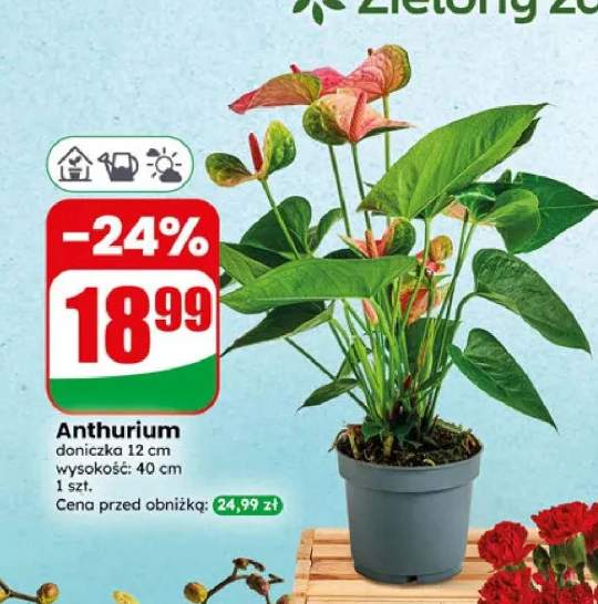 Anthurium doniczka 12 cm