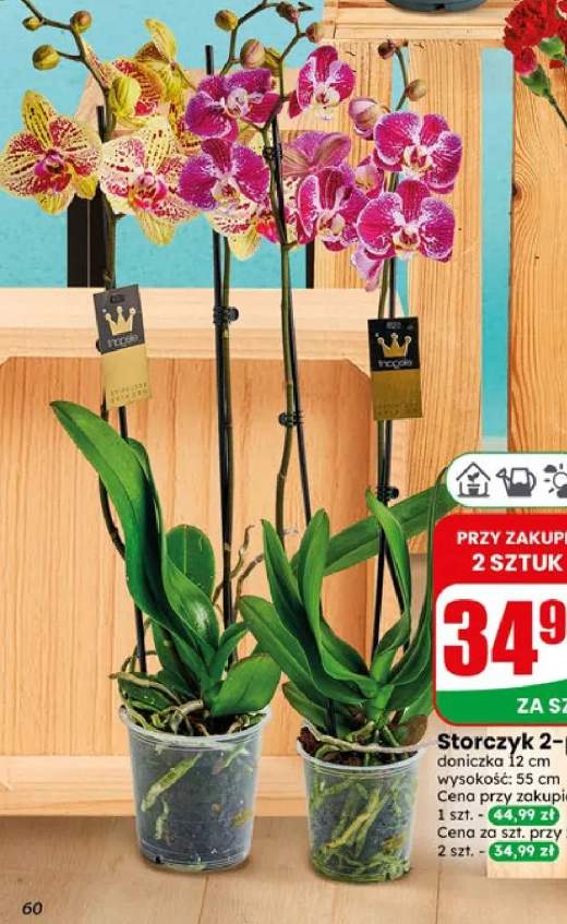 Storczyk 2-pędowy doniczka 12 cm