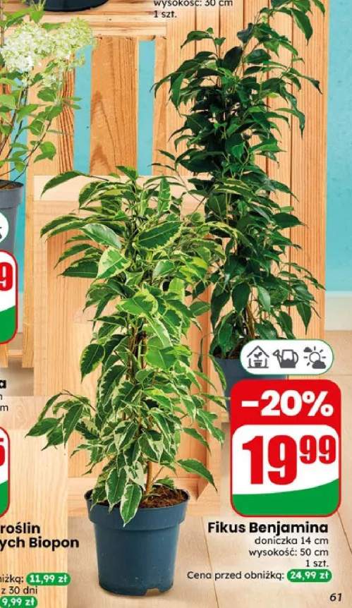 Fikus Benjamina