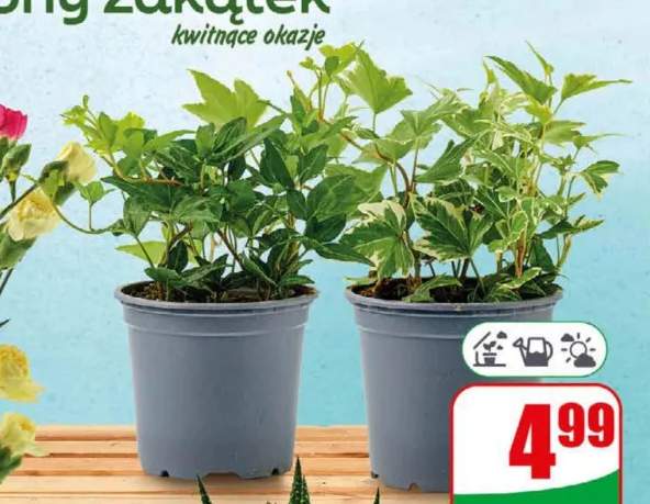Hedera