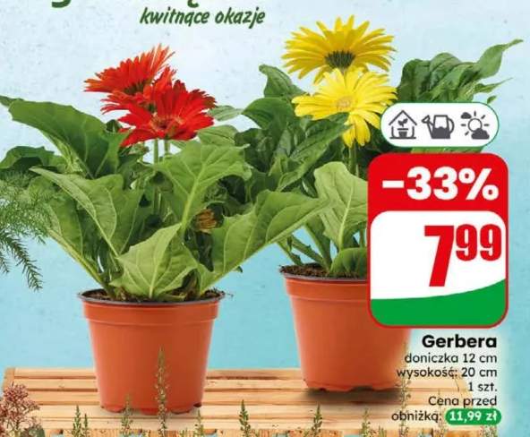 Gerbera