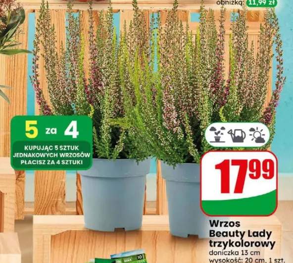 Wrzos Beauty Lady trzykolorowy