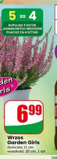 Wrzos Garden Girls