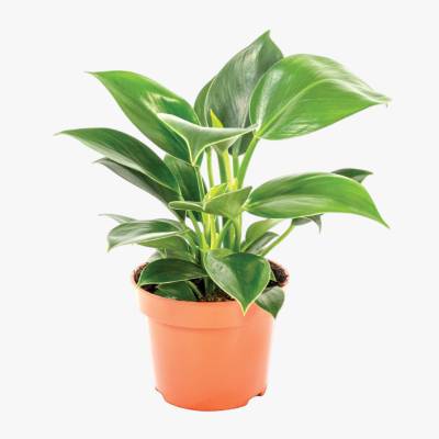 Kwiat Filodendron mix don 12cm szt
