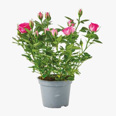 Kwiat Róża don 12cm szt