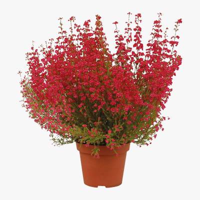 Kwiat Wrzosiec Gracilis don 11cm szt.