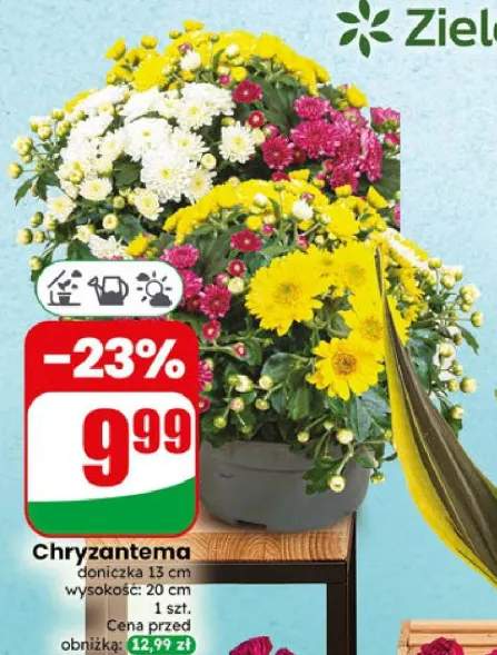 Chryzantema