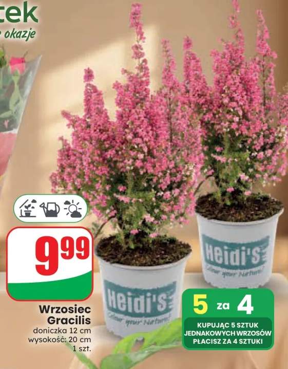 Wrzosiec Gracilis Heidi's