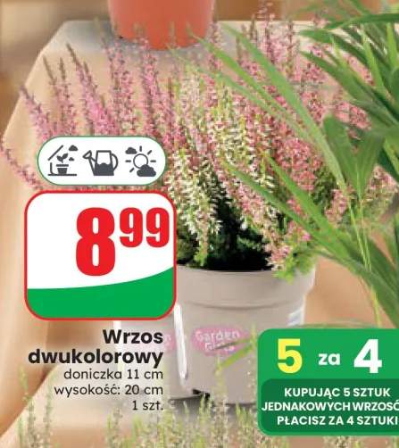 Wrzos dwukolorowy Garden Girls