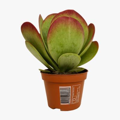 Kwiat Kalanchoe Flapjack don 10,5cm szt